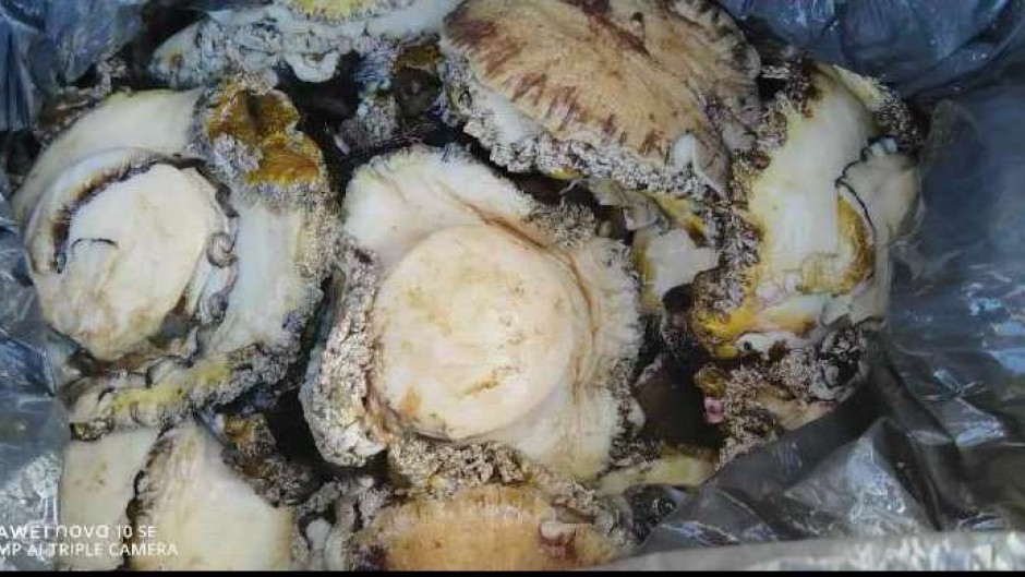 Three suspected abalone poachers still on the run - eNCA