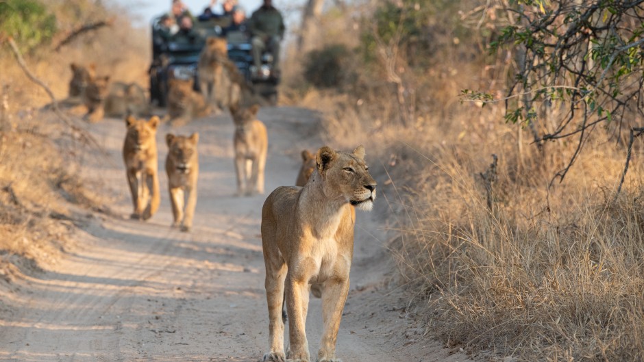 Tourists on an open safari vehicle viewing lions. GettyImages/RudiHulshof