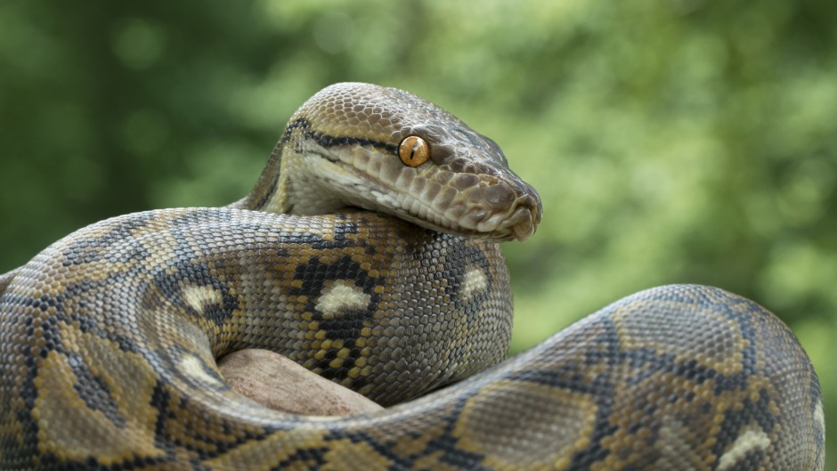 File: A reticulated python. AFP/Mark Kostich