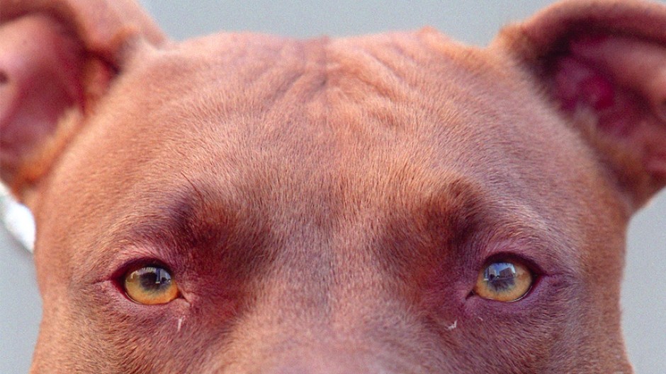 File: A Pitbull. JOEL ROBINE / AFP