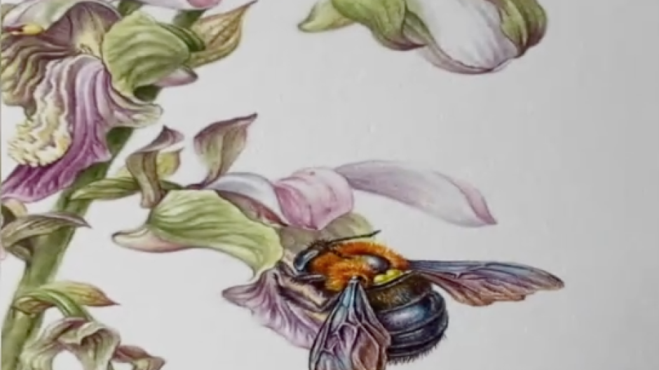 Daleen Roodt won gold for the country at the RHS Botanical Art Show.