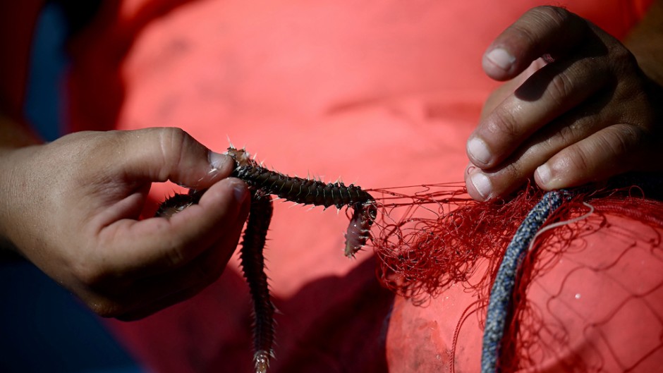 A fisherman pulls a bearded fireworm caught in his net. AFP/Filipo Monteforte