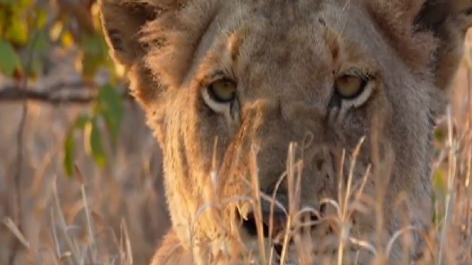 WATCH World Lion Day SA prides need protection for future