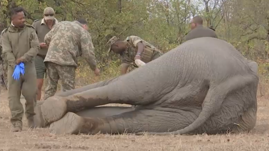 Kruger National Park Elephant