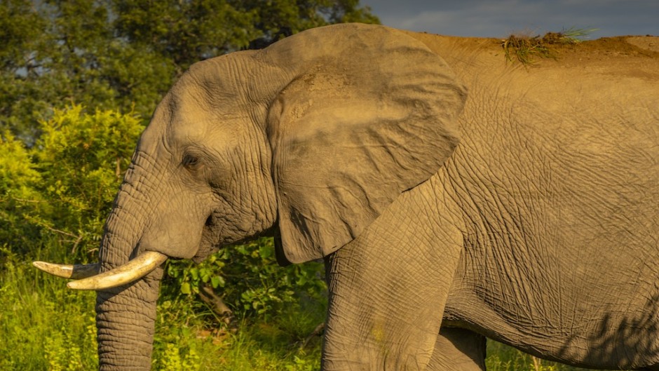 File: An elephant seen in the Kruger National Park. Frank Fell/robertharding via AFP