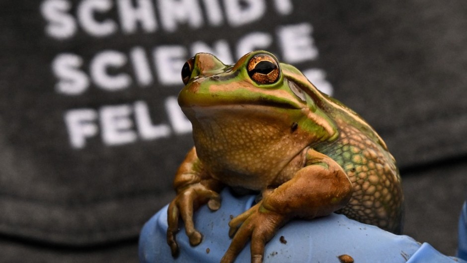 a biologist holding a green and golden bell frog, an endangered specie, at the research center of Macquarie University in Sydney. AFP/Saeed Khan