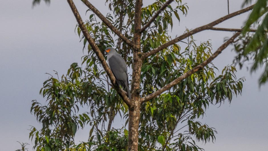 a New Britain Goshawk in Pomio, Papua New Guinea's East New Britain province. AFP/Tom Vierus/WWF-Pacific.jpg