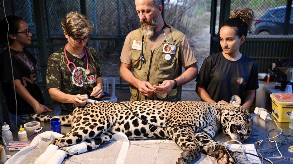 Veterinarian Thiago Luczinski (C) and his wife Pollyanna Motinha (L) stand next to Itapira, a young female jaguar that had its paws burned during recent fires in Pantanal. AFP/Evaristo Sa