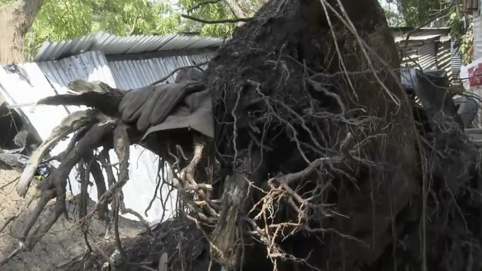 A family in Cato Crest in KwaZulu-Natal is asking for municipal intervention after a tree fell on their informal settlement home while they were sleeping.