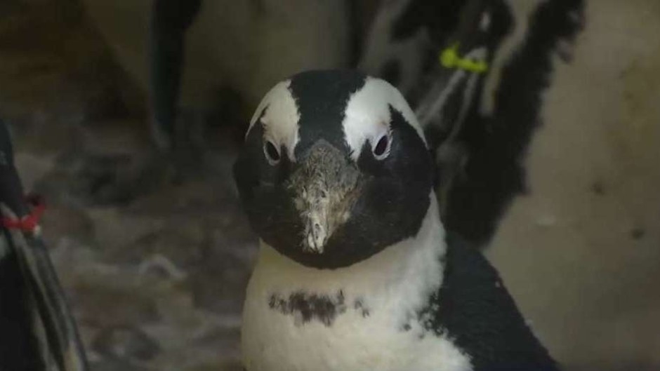 African penguin