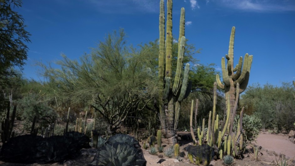 In July, Arizona's capital Phoenix experienced the hottest month ever for a US city