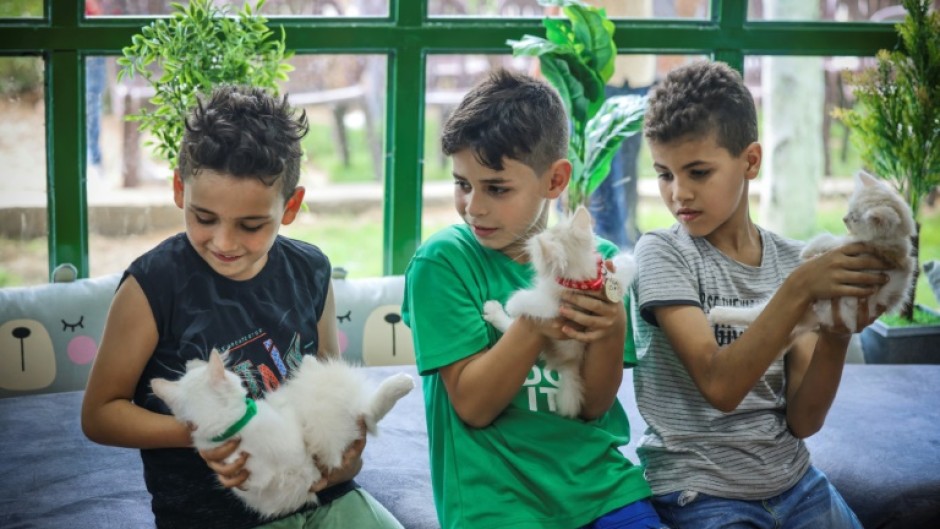 cat-cafe-brings-pawsitivity-to-war-scarred-gaza-enca