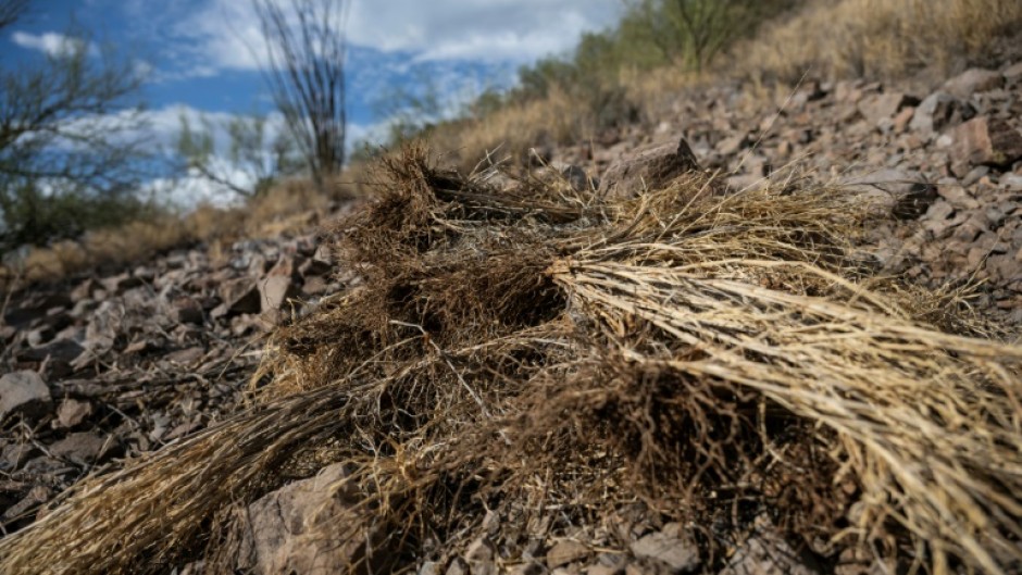 Dried buffelgrass, an invasive species that leads to faster growing wildfires, is seen on the side of a hill near a trail in Tucson, Arizona