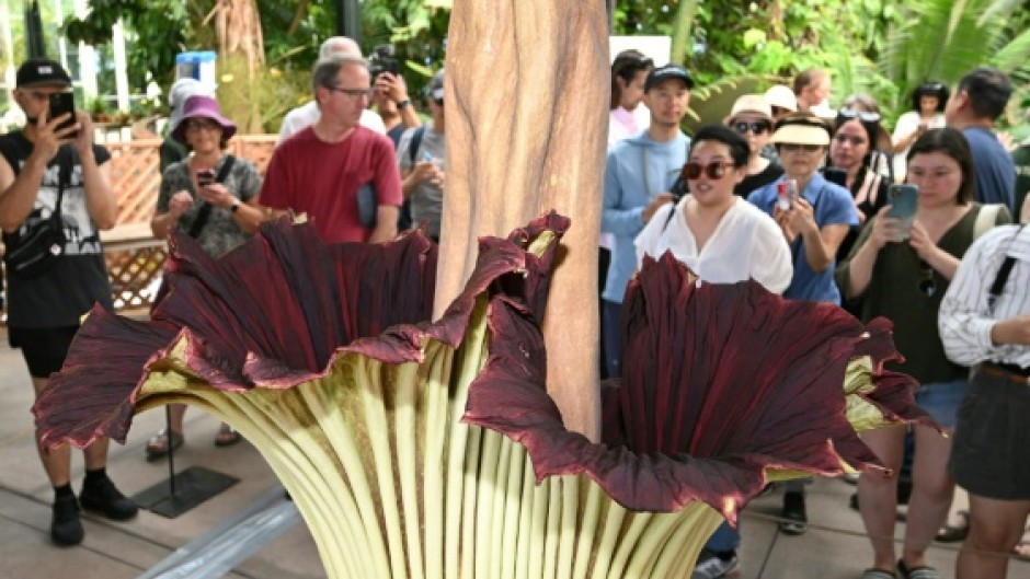 Blooming smelly: The corpse flower is a thing of beauty to look at, but -- whoa! -- that stench!