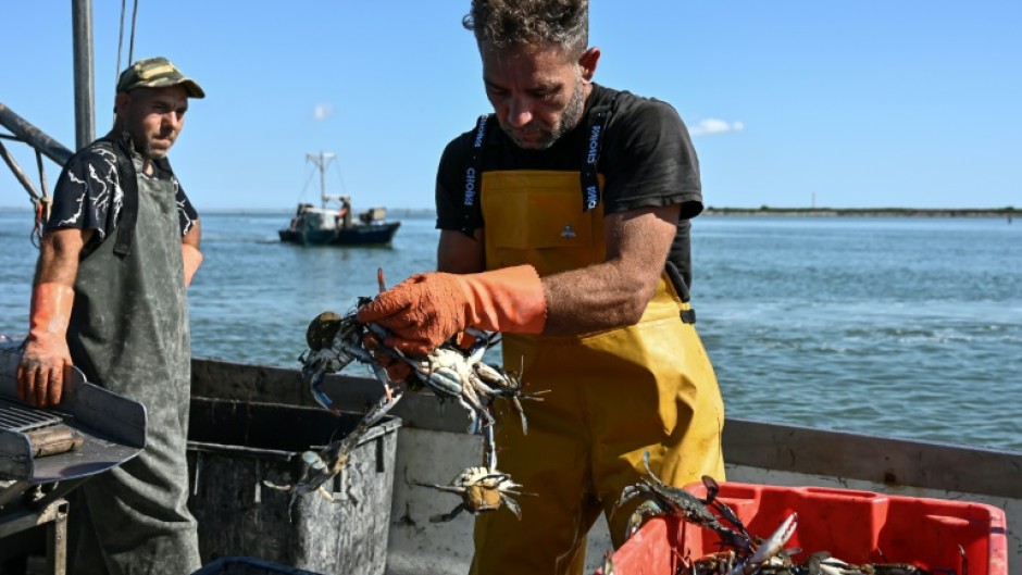 The blue crab, native to the North American Atlantic coast, has been spreading across the Mediterranean for several years