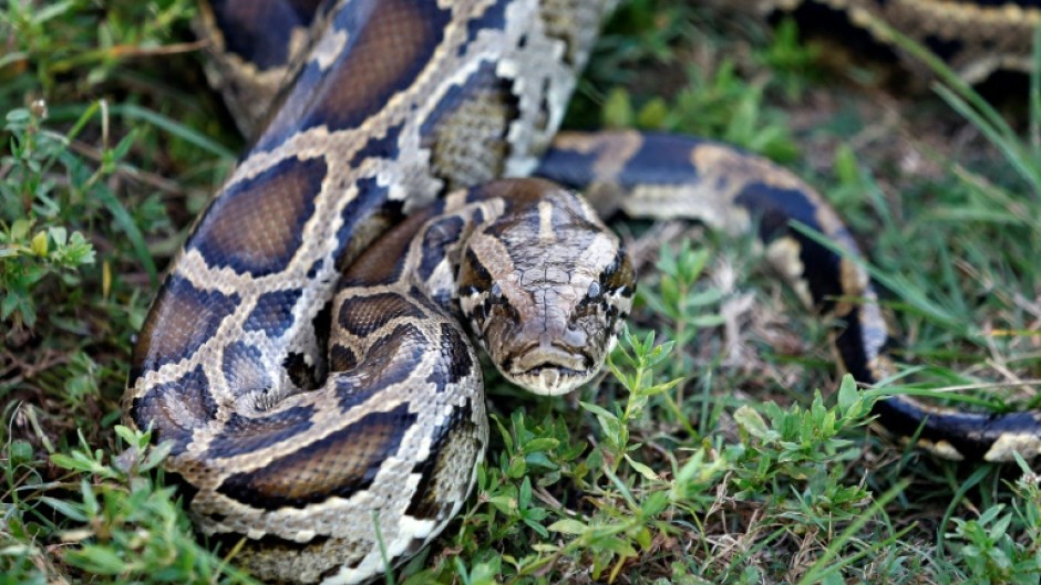 The Florida Everglades is teeming with the destructive offspring of erstwhile pets and house plants, including the Burmese python