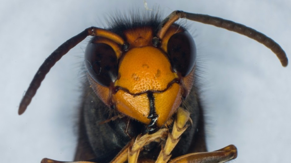 The Asian hornet has spread to Europe and the US, probably in freight cargo