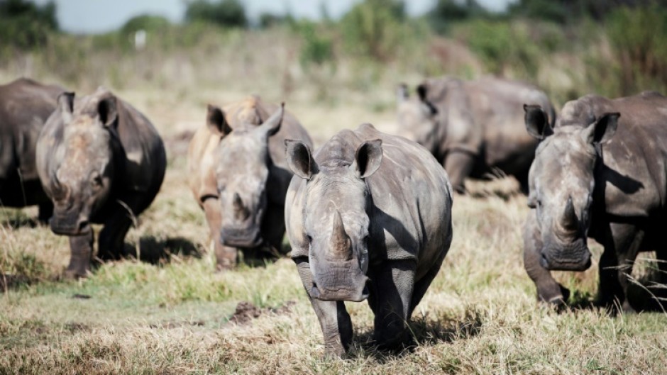 South Africa is home to o nearly 80 percent of the world's rhinoceroses