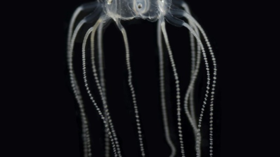 The jellyfish get by alright with far fewer neurons than tiny fruit flies have in their brains