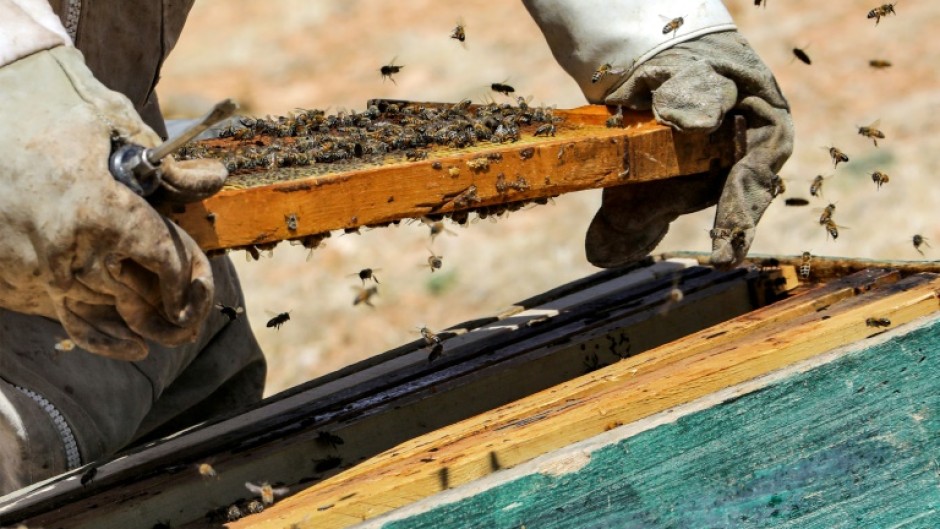 Rising temperatures and desertification have taken a toll on Syria's greenery, destroying many of the plants on whose flowers the bees feed