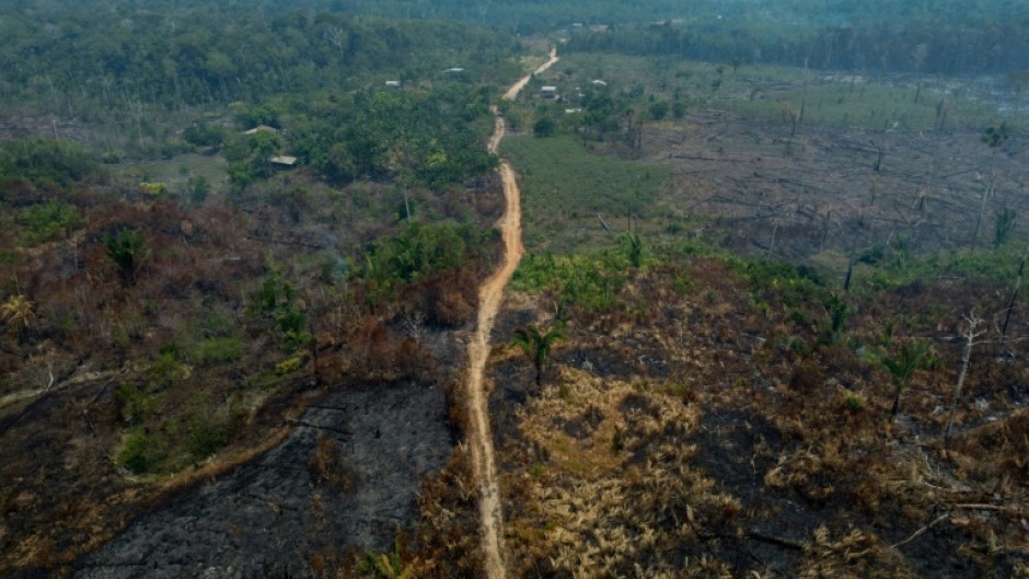 Burnt trees after illegal fires were lit by farmers in Manaquiri, Amazonas state, on September 6, 2023