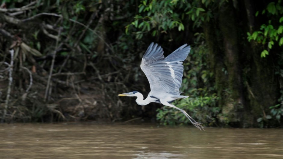 A bird flies over a river in the Waorani Community of Bameno, Ecuador, on July 30, 2023