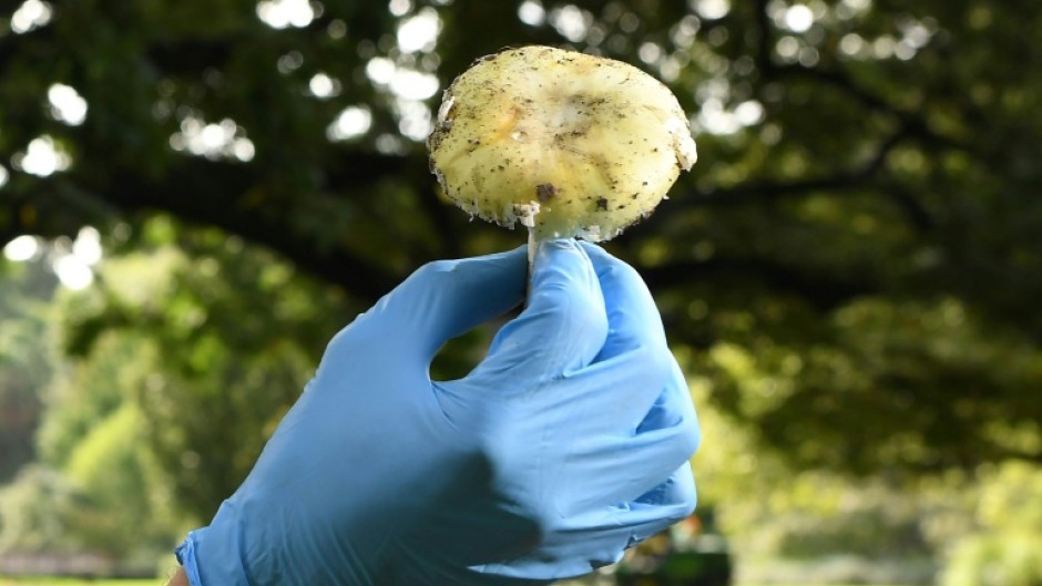 The deadly death cap mushroom is easily mistaken for edible varieties