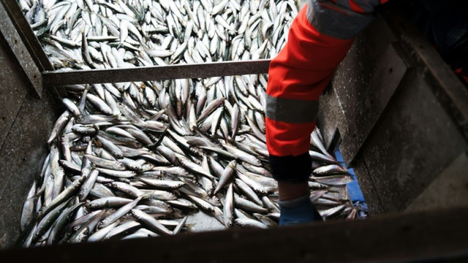 The EU is cutting herring quotas in the Baltic Sea by nearly a half