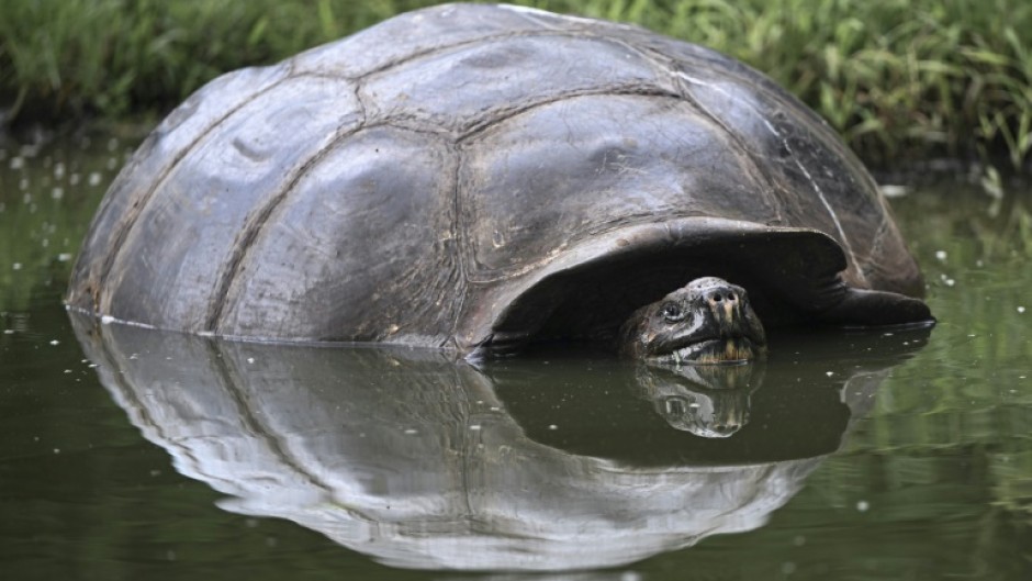 Endangered giant Galapagos tortoises continue to swallow plastic and other human waste despite a ban on disposable plastic items in the Ecuadoran archipelago