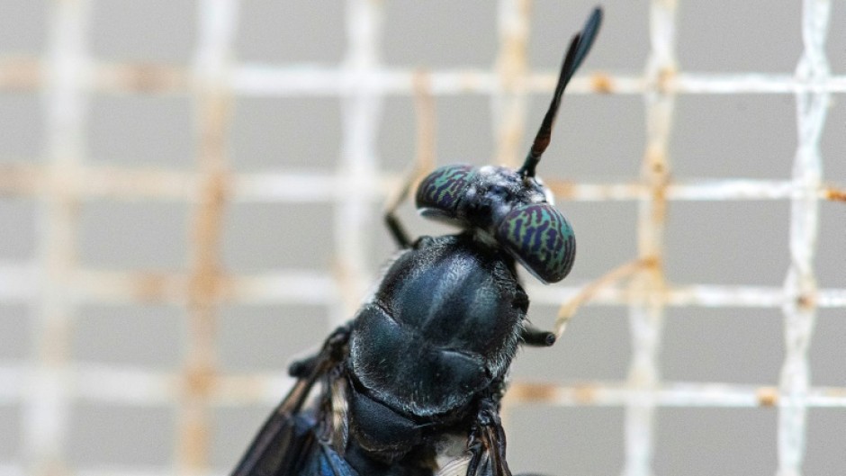 The fly larvae farm requires only 300 square meters, compared to many times that required for beef or soybean farms