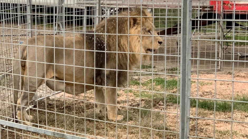 Kimba was born and raised in captivity, alongside his two brothers -- Zeus and Ivan -- and sister Maya