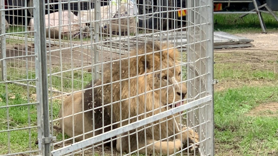 More than 20 European countries have banned or heavily restricted the use of animals in circuses -- but Italy is not yet among them