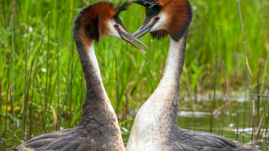 A "weird puking bird" with a bizarre mating dance has won New Zealand's annual avian beauty contest