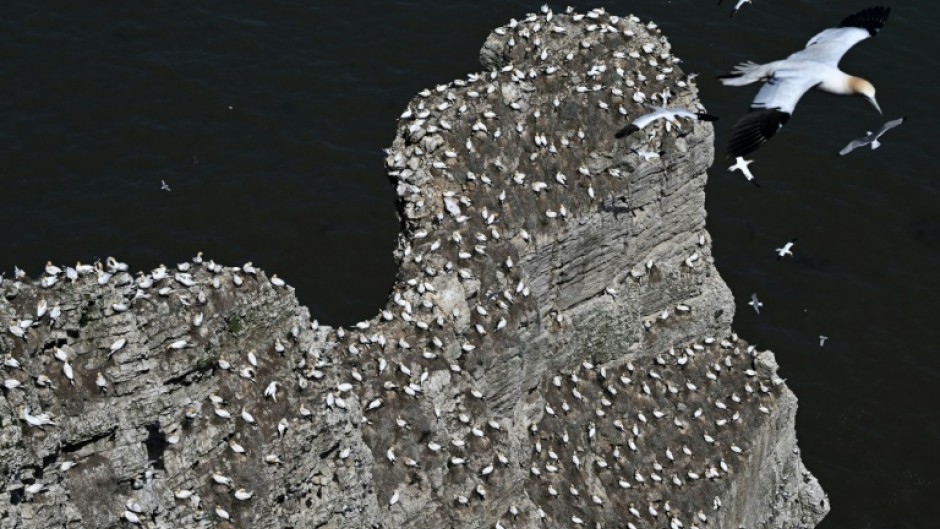 A new survey says almost half of the breeding seabird species in the UK and Ireland have declined in the last 20 years