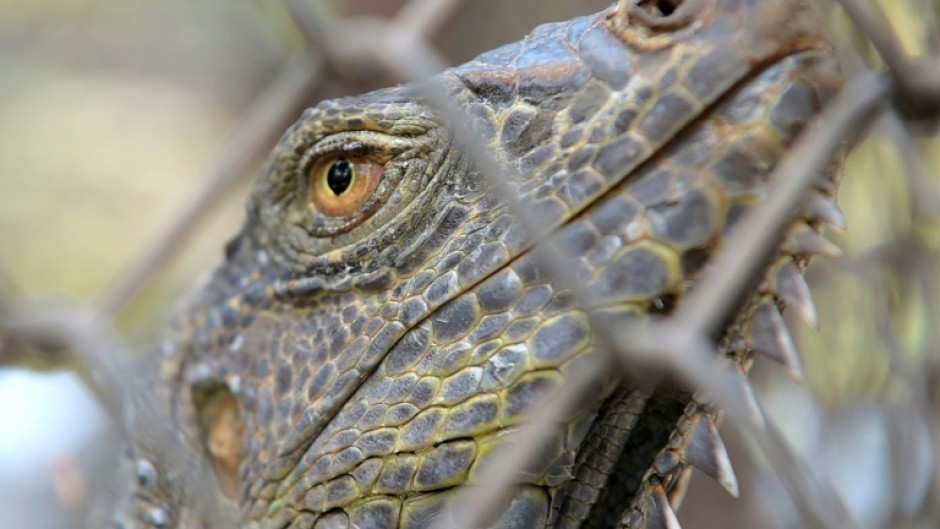 Thailand's Department of National Parks, Wildlife and Plant Conservation said 134 iguanas had been captured in Lopburi alone