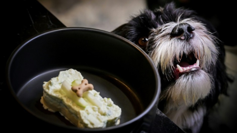 Pepe, a four-year-old Bichon with a naughty face, licks every last crumb off his elegant black bowl