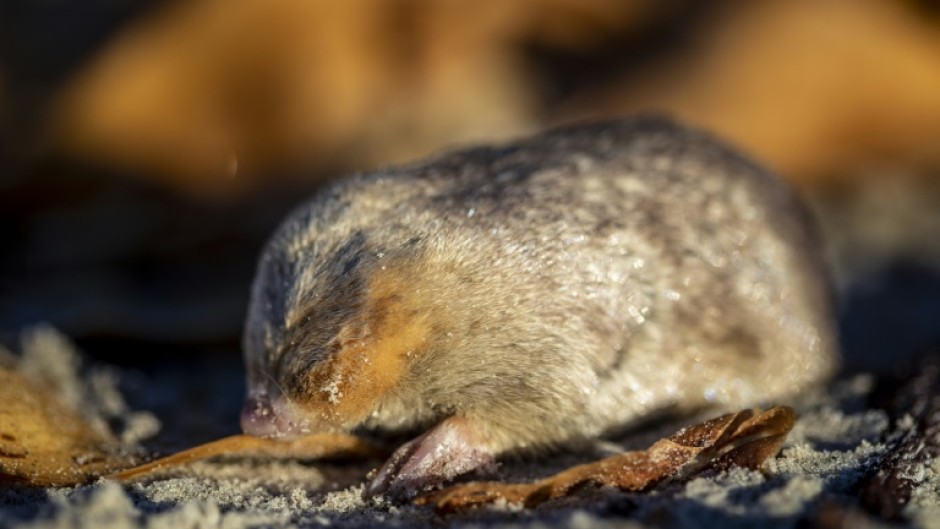 The De Winton's golden mole has been detected for the first time in 87 years in South Africa