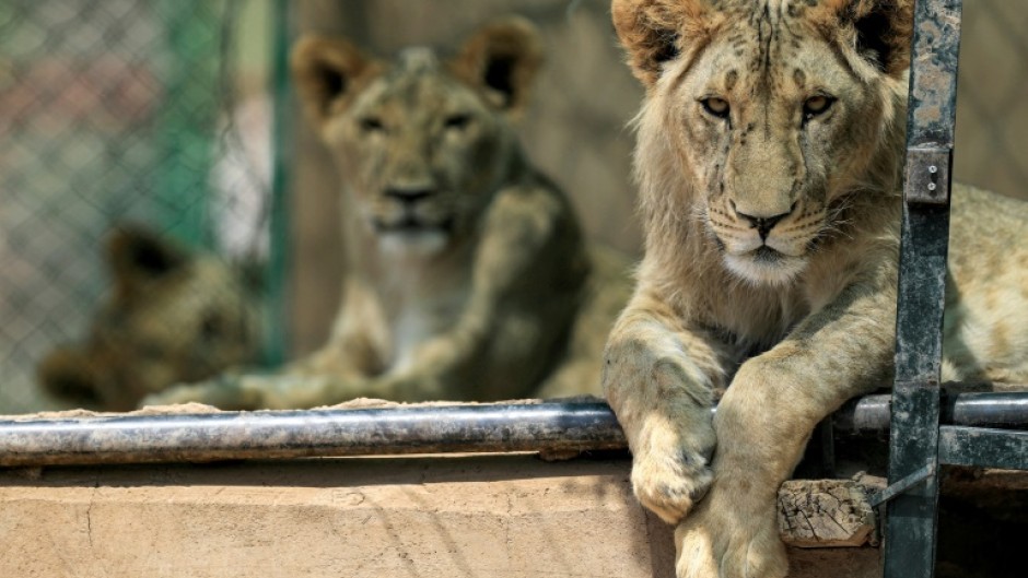 Happier times at the Sudan Animal Rescue centre in February, 2022