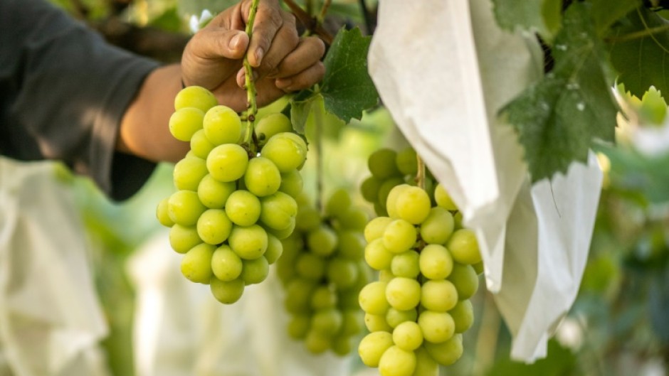 Japan has been developing new fruit varieties since the 1920s