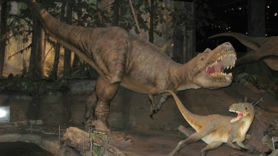 The Gorgosaurus is a member of the tyrannosaurid family that also includes the T-Rex