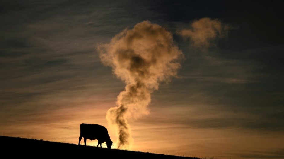 Methane, often from farm animals, is the second biggest contributor to climate change 