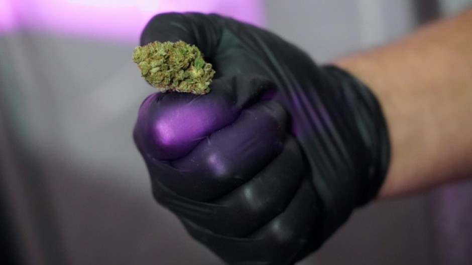 Cannabis farmer Marcos Ribeiro holds a bud in his hand 