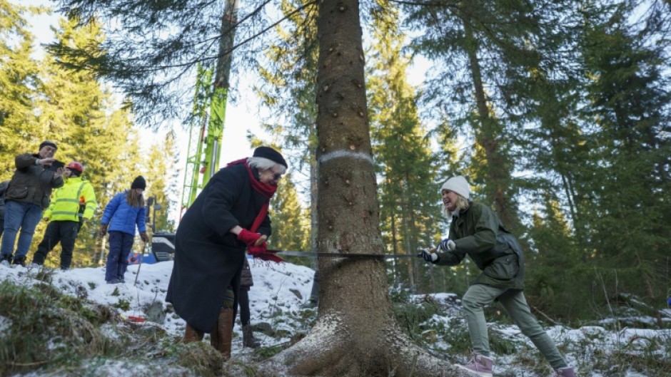 Every tree sent across the North Sea is carefully selected, preserved, packed, watered and shipped off on the shortest route possible