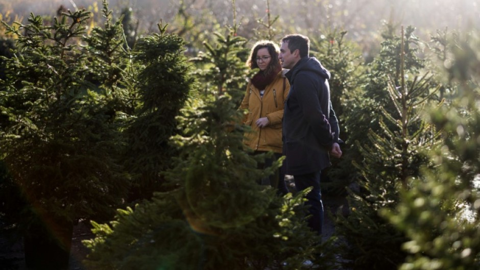 Customers choose a tree at London Christmas Tree Rental in Dulwich, London