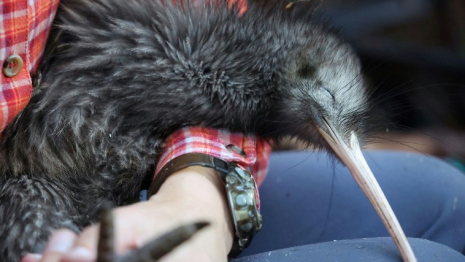 Kiwis are under threat in New Zealand, where dogs are the among the main predators of the native flightless birds in the wild