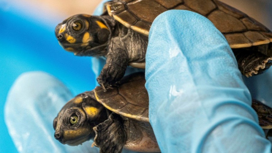 Among the reptiles were baby Arrau turtles -- the largest river turtle in South America -- and the yellow-spotted river turtle, which were found in small transparent plastic containers inside cardboard boxes