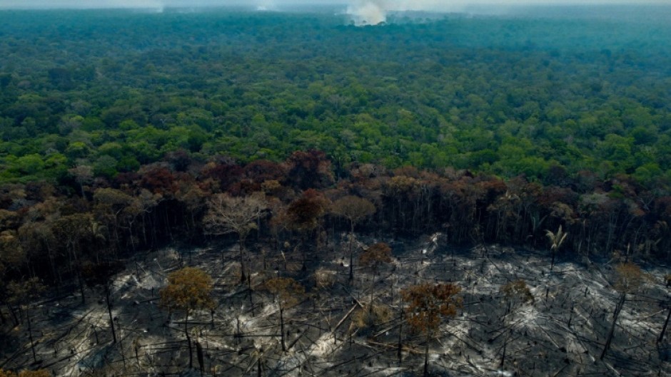 Burnt trees are seen after illegal fires were lit by farmers in Manaquiri, Amazonas state in September 2023