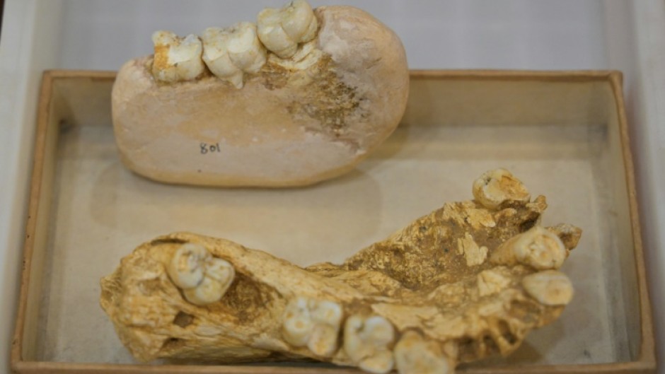 a German scientist first stumbled on one of its teeth at a Hong Kong apothecary in the 1930s
