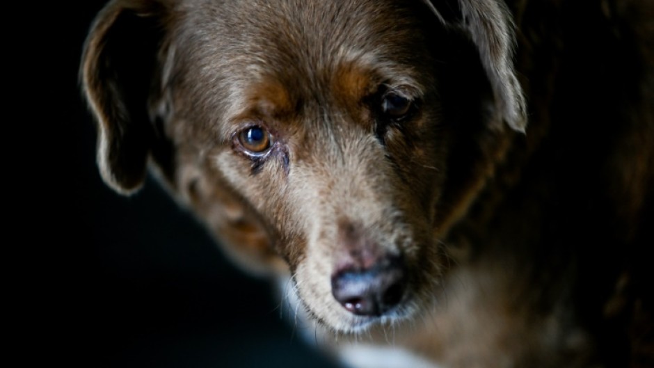 Bobi was declared the world's oldest dog in February 2023