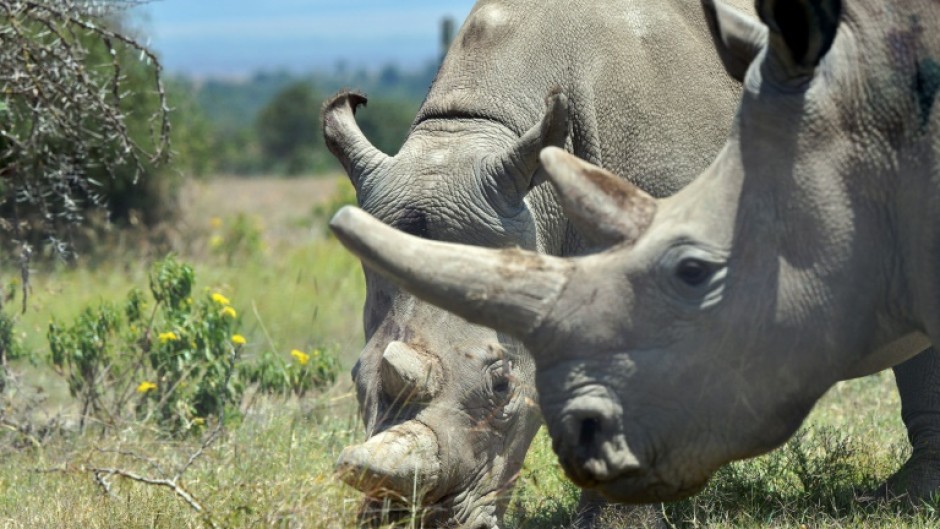 Najin (background) and her offspring Fatu, are the last two northern white rhinos left on the planet